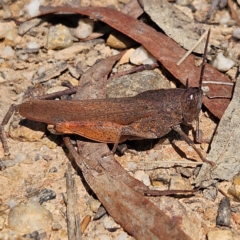 Goniaea australasiae (Gumleaf grasshopper) at QPRC LGA - 31 Mar 2024 by MatthewFrawley