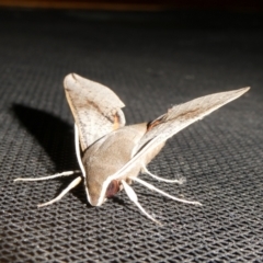 Hippotion scrofa (Coprosma Hawk Moth) at Charleys Forest, NSW - 18 Mar 2024 by arjay