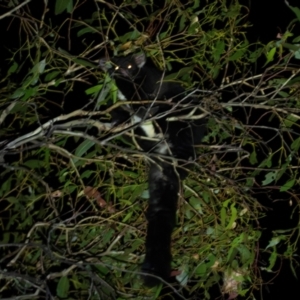 Petauroides volans at Bondo State Forest - suppressed