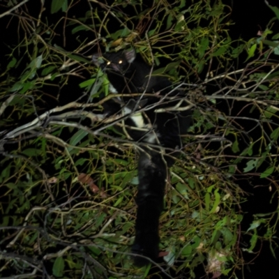 Petauroides volans (Southern Greater Glider) at Bondo State Forest - 29 Mar 2024 by Wildlifewarrior80