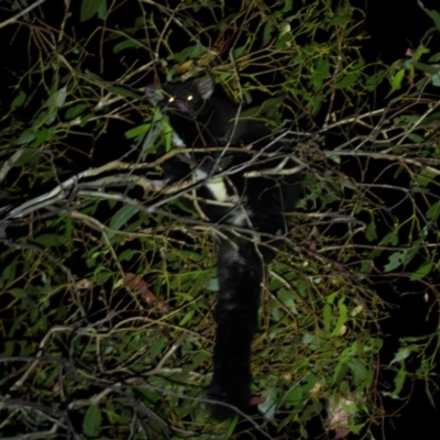 Petauroides volans (Greater Glider) at Bondo State Forest - 29 Mar 2024 by brettguy80