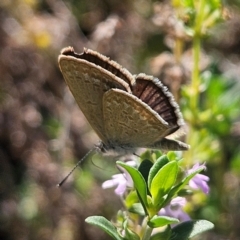 Zizina otis (Common Grass-Blue) at QPRC LGA - 31 Mar 2024 by MatthewFrawley