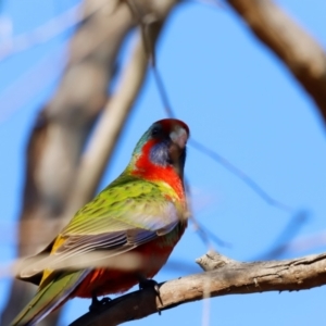 Platycercus elegans at Kama - 31 Mar 2024