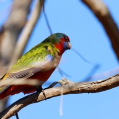 Platycercus elegans at Kama - 31 Mar 2024