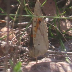 Junonia villida (Meadow Argus) at Bombay, NSW - 31 Mar 2024 by MatthewFrawley