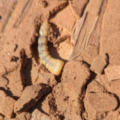 Cerambycidae (family) at suppressed - 31 Mar 2024