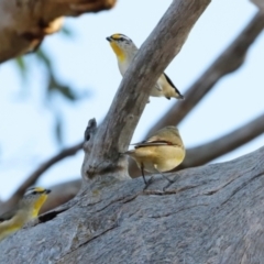 Pardalotus striatus (Striated Pardalote) at Kama - 31 Mar 2024 by JimL