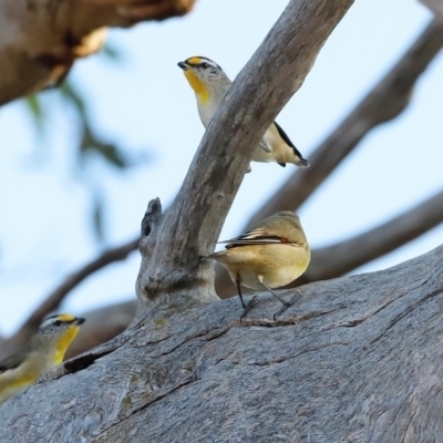 Pardalotus striatus (Striated Pardalote) at Whitlam, ACT - 30 Mar 2024 by JimL