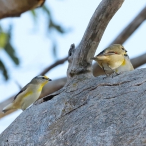 Pardalotus striatus at Molonglo River Reserve - 31 Mar 2024