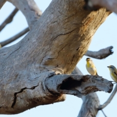 Pardalotus striatus at Molonglo River Reserve - 31 Mar 2024