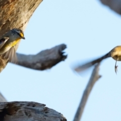 Pardalotus striatus at Molonglo River Reserve - 31 Mar 2024