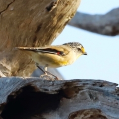 Pardalotus striatus at Molonglo River Reserve - 31 Mar 2024