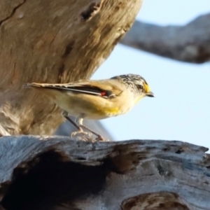 Pardalotus striatus at Molonglo River Reserve - 31 Mar 2024