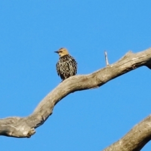 Sturnus vulgaris at Kama - 31 Mar 2024 08:31 AM