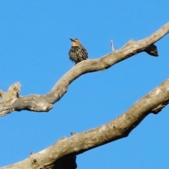 Sturnus vulgaris at Kama - 31 Mar 2024 08:31 AM