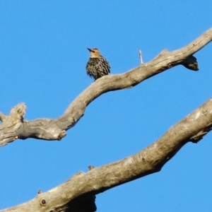 Sturnus vulgaris at Kama - 31 Mar 2024 08:31 AM