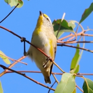 Pardalotus striatus at Molonglo River Reserve - 31 Mar 2024