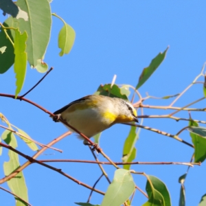 Pardalotus striatus at Molonglo River Reserve - 31 Mar 2024