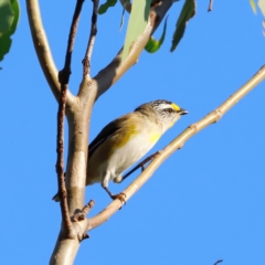 Pardalotus striatus at Molonglo River Reserve - 31 Mar 2024