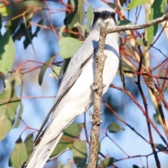 Coracina novaehollandiae (Black-faced Cuckooshrike) at Molonglo River Reserve - 30 Mar 2024 by JimL