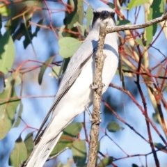 Coracina novaehollandiae (Black-faced Cuckooshrike) at Whitlam, ACT - 30 Mar 2024 by JimL