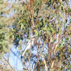 Coracina novaehollandiae at Molonglo River Reserve - 31 Mar 2024