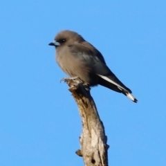 Artamus cyanopterus (Dusky Woodswallow) at Molonglo River Reserve - 31 Mar 2024 by JimL