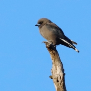 Artamus cyanopterus at Molonglo River Reserve - 31 Mar 2024 08:27 AM