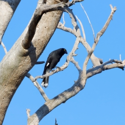 Strepera graculina (Pied Currawong) at Molonglo River Reserve - 30 Mar 2024 by JimL