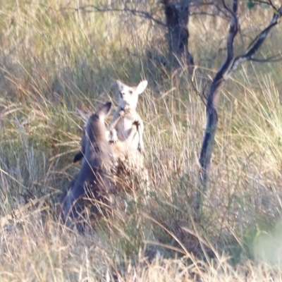 Macropus giganteus (Eastern Grey Kangaroo) at Whitlam, ACT - 30 Mar 2024 by JimL