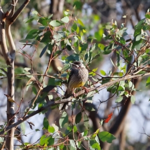 Anthochaera carunculata at Molonglo River Reserve - 31 Mar 2024