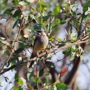 Anthochaera carunculata at Molonglo River Reserve - 31 Mar 2024