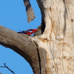 Platycercus elegans at Kama - 31 Mar 2024