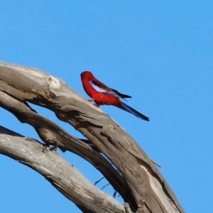 Platycercus elegans at Kama - 31 Mar 2024