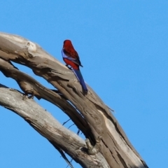 Platycercus elegans at Kama - 31 Mar 2024