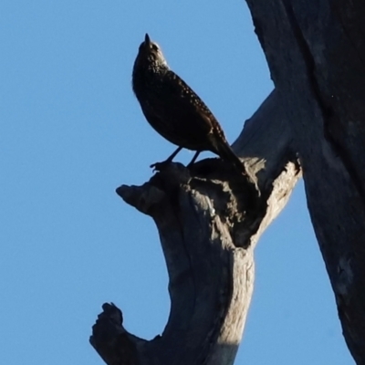 Sturnus vulgaris (Common Starling) at Kama - 31 Mar 2024 by JimL