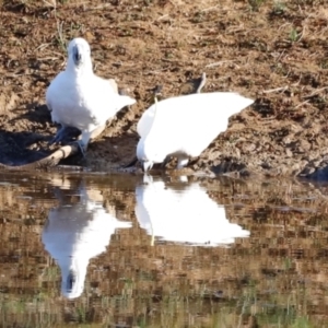 Cacatua galerita at Molonglo River Reserve - 31 Mar 2024