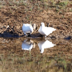 Cacatua galerita at Molonglo River Reserve - 31 Mar 2024