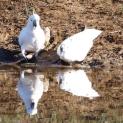 Cacatua galerita at Molonglo River Reserve - 31 Mar 2024