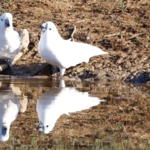 Cacatua galerita at Molonglo River Reserve - 31 Mar 2024