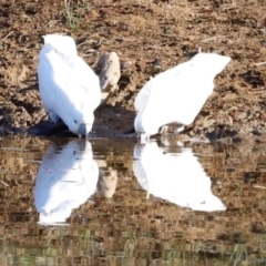 Cacatua galerita at Molonglo River Reserve - 31 Mar 2024