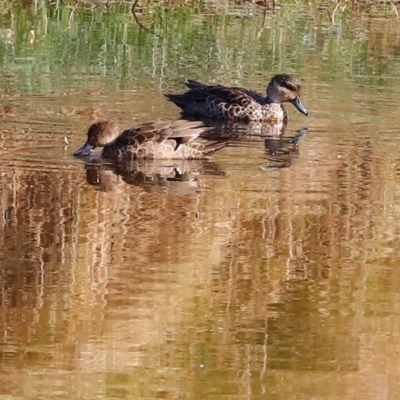 Anas gracilis (Grey Teal) at Kama - 31 Mar 2024 by JimL