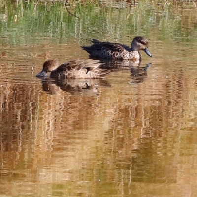 Anas gracilis (Grey Teal) at Whitlam, ACT - 30 Mar 2024 by JimL