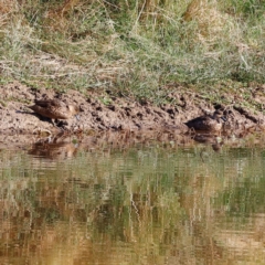 Anas gracilis at Molonglo River Reserve - 31 Mar 2024 09:26 AM