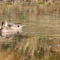 Anas gracilis at Molonglo River Reserve - 31 Mar 2024 09:26 AM