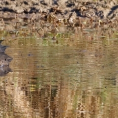 Anas gracilis at Molonglo River Reserve - 31 Mar 2024 09:26 AM