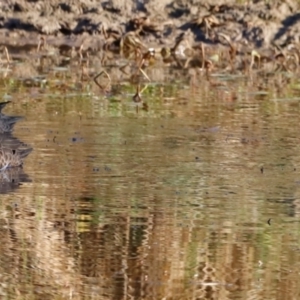 Anas gracilis at Molonglo River Reserve - 31 Mar 2024 09:26 AM