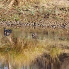 Anas gracilis at Molonglo River Reserve - 31 Mar 2024 09:26 AM