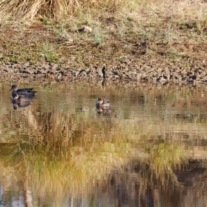 Anas gracilis at Molonglo River Reserve - 31 Mar 2024 09:26 AM