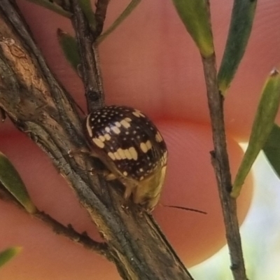 Paropsis pictipennis (Tea-tree button beetle) at QPRC LGA - 31 Mar 2024 by clarehoneydove